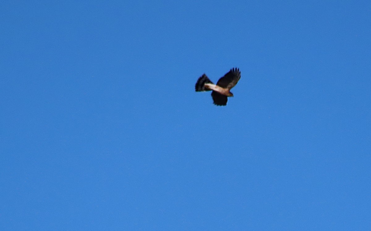 Sharp-shinned Hawk - ML614112140
