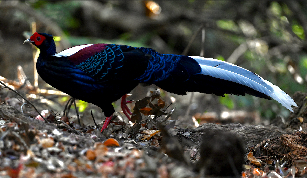 Swinhoe's Pheasant - ML614112225