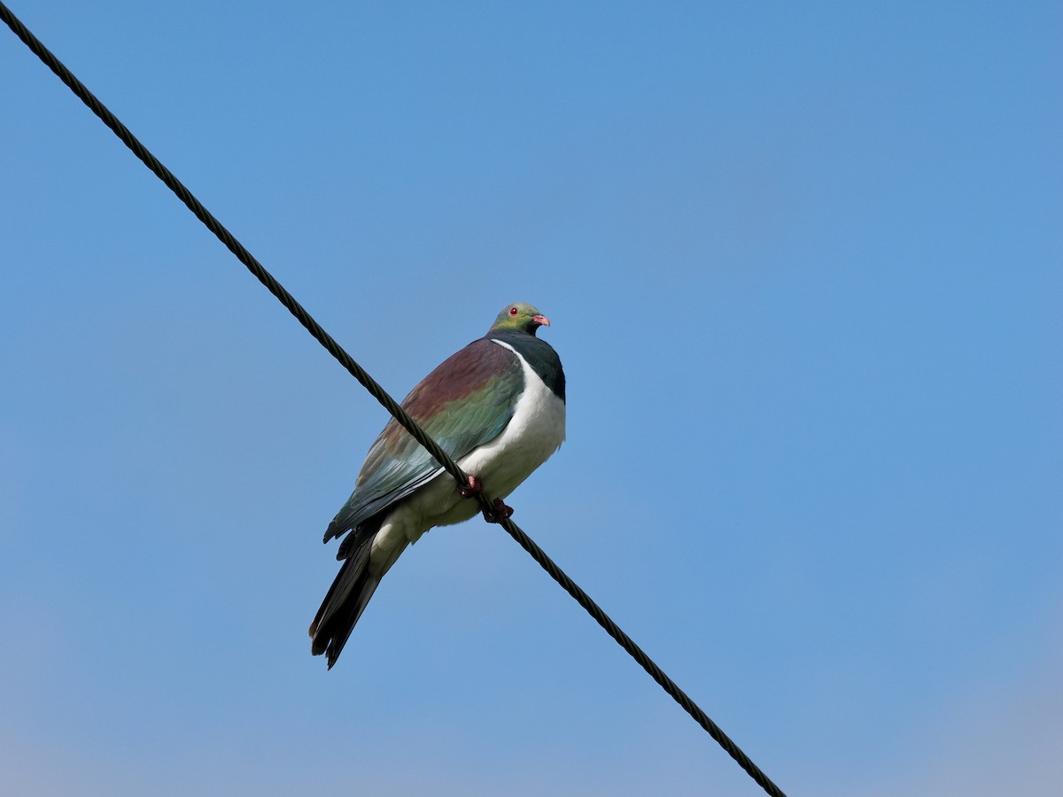 New Zealand Pigeon - ML614112255