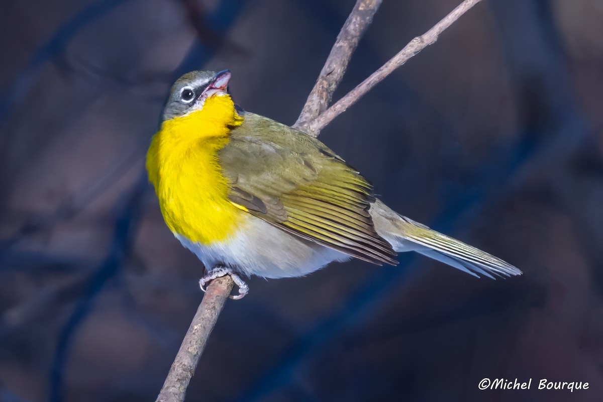Yellow-breasted Chat - ML614112339