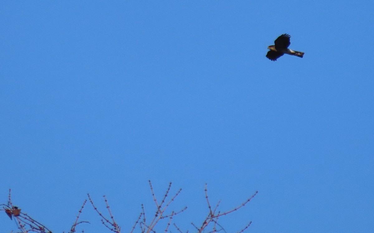 Sharp-shinned Hawk - Jim O'Neill