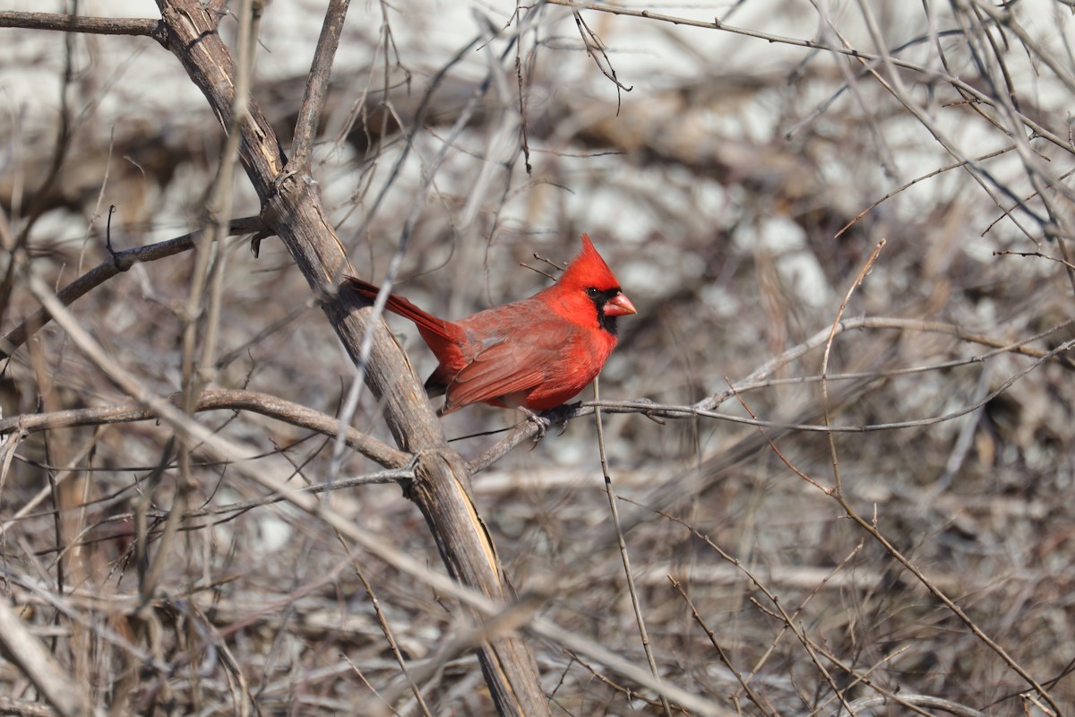 Cardinal rouge - ML614112403
