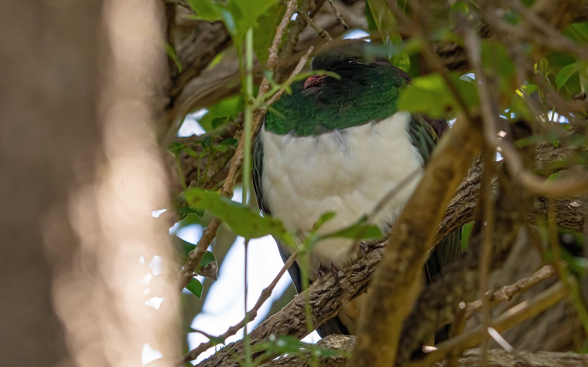 New Zealand Pigeon - Wouter Van Gasse