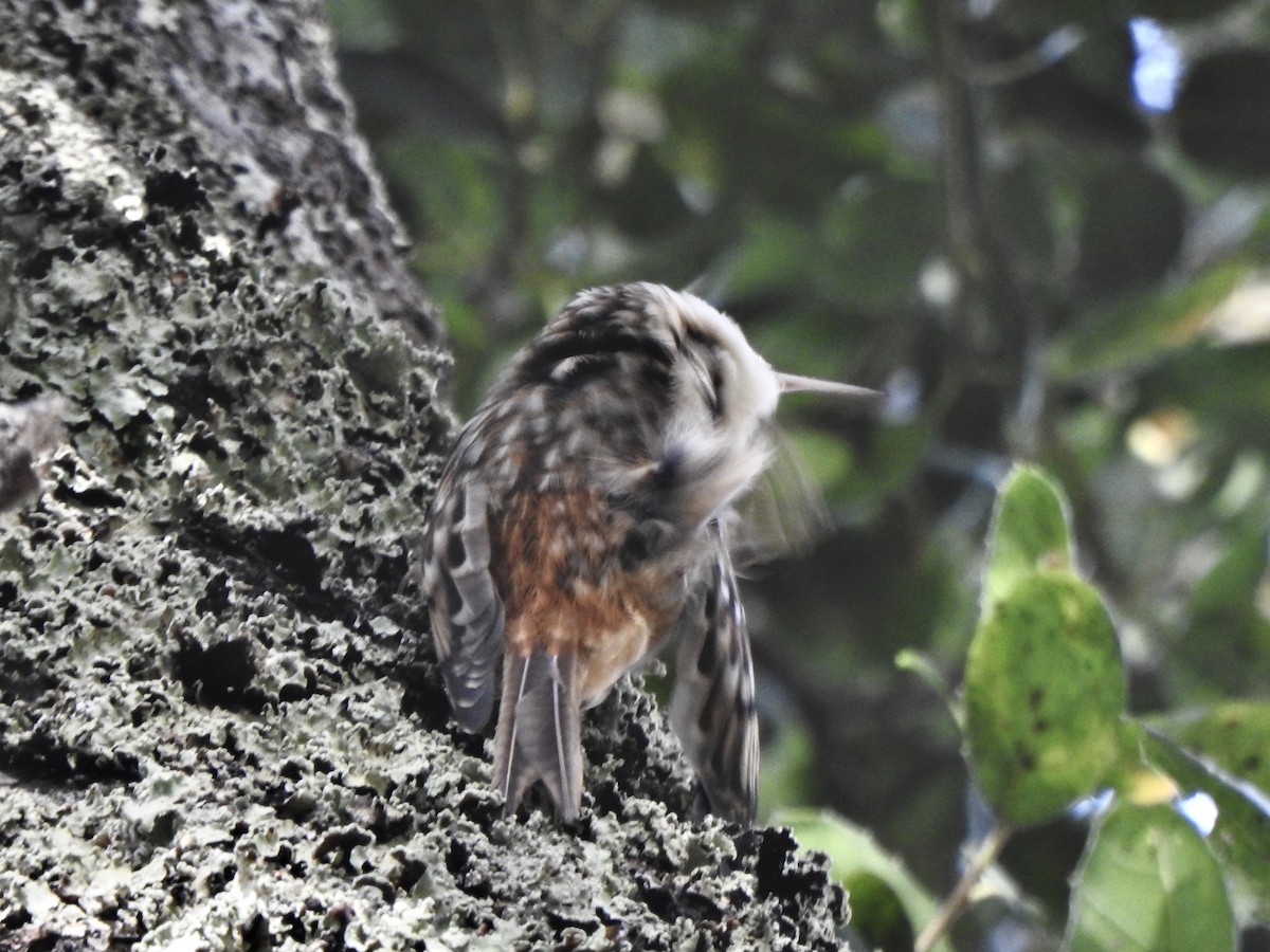 Brown Creeper - ML614112547