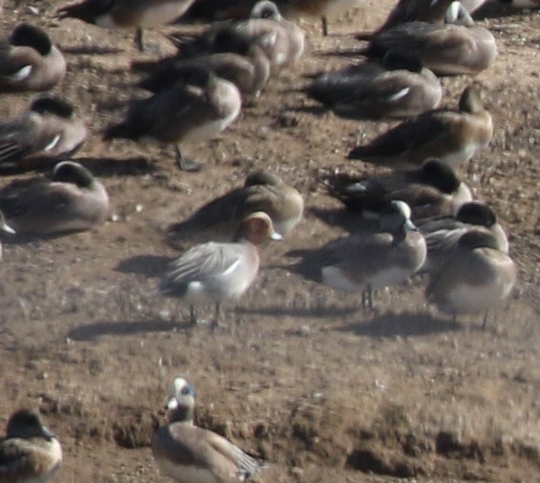 Eurasian Wigeon - Mary Backus