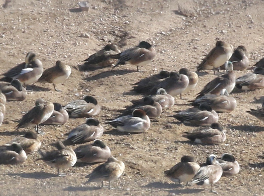 Eurasian Wigeon - Mary Backus