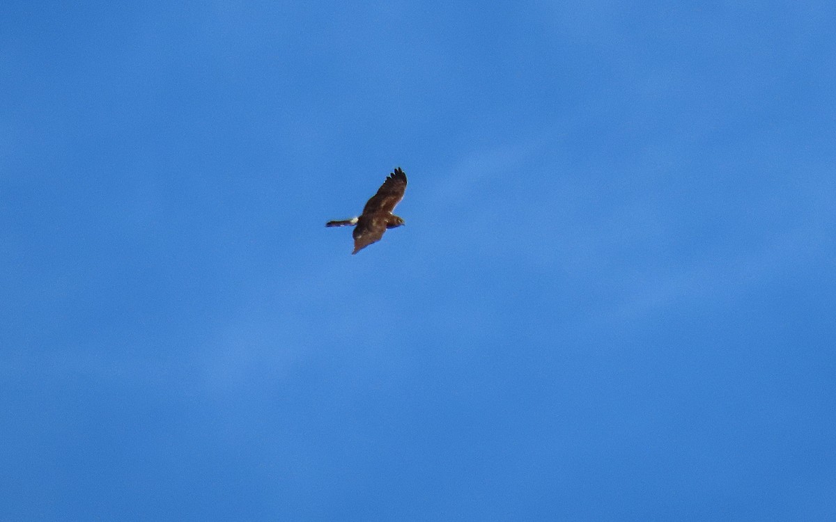 Northern Harrier - ML614112645