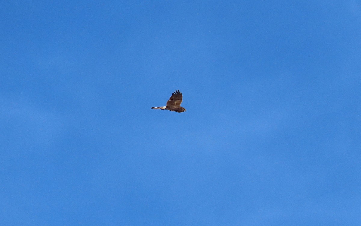 Northern Harrier - ML614112647