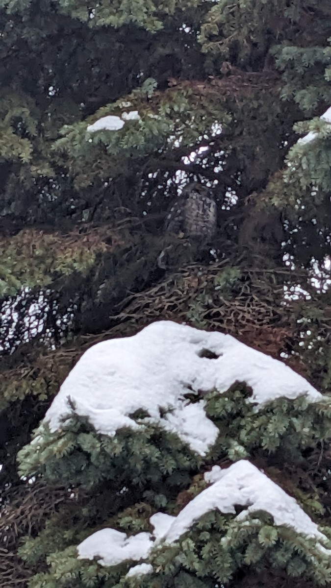 Long-eared Owl - ML614112756