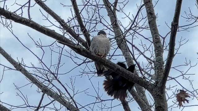 Peregrine Falcon - ML614112757