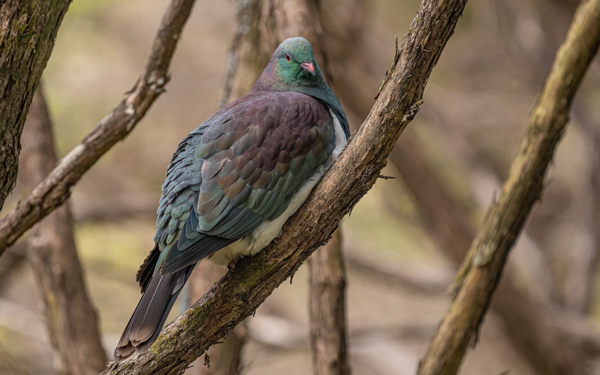 New Zealand Pigeon - ML614112900