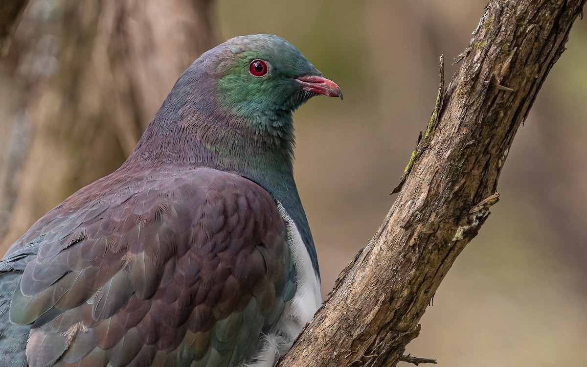 New Zealand Pigeon - ML614112909
