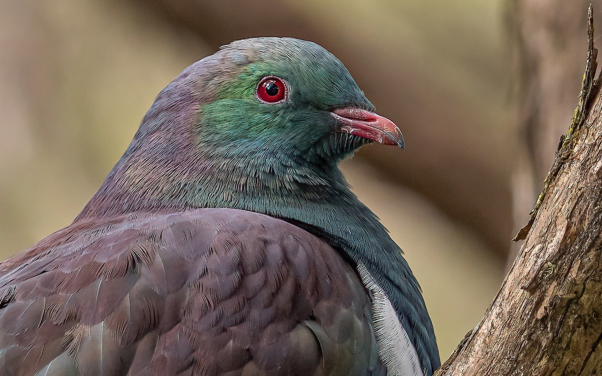 New Zealand Pigeon - ML614112926