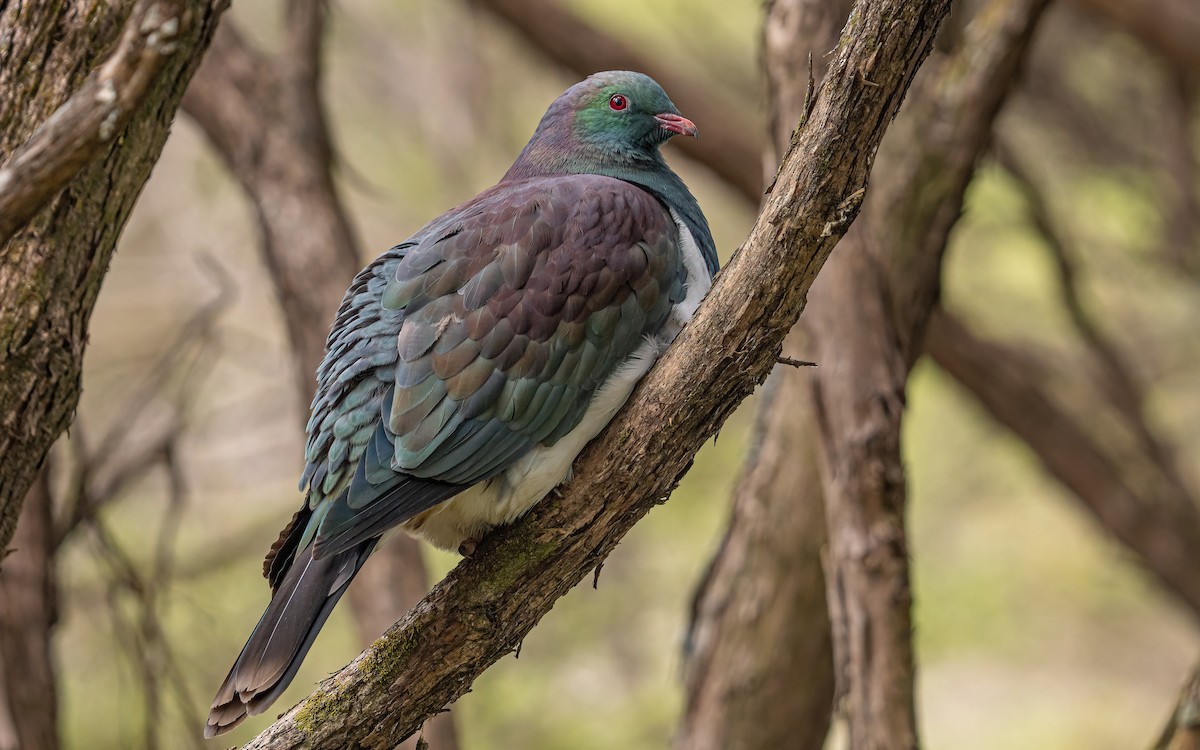 New Zealand Pigeon - ML614112943