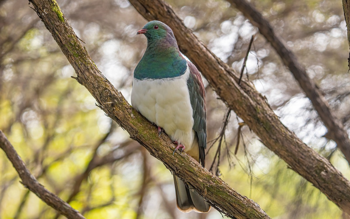 New Zealand Pigeon - ML614112972