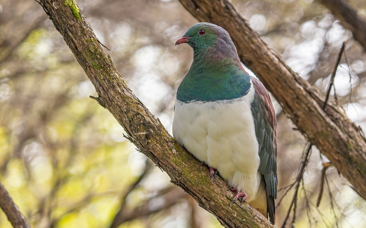 New Zealand Pigeon - ML614112982