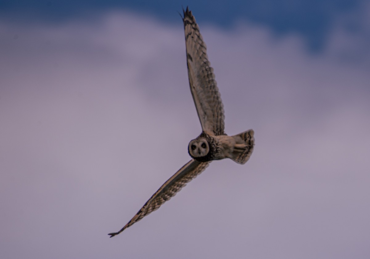 Short-eared Owl - ML614112998