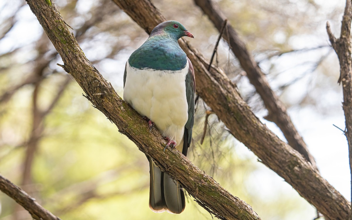 New Zealand Pigeon - Wouter Van Gasse
