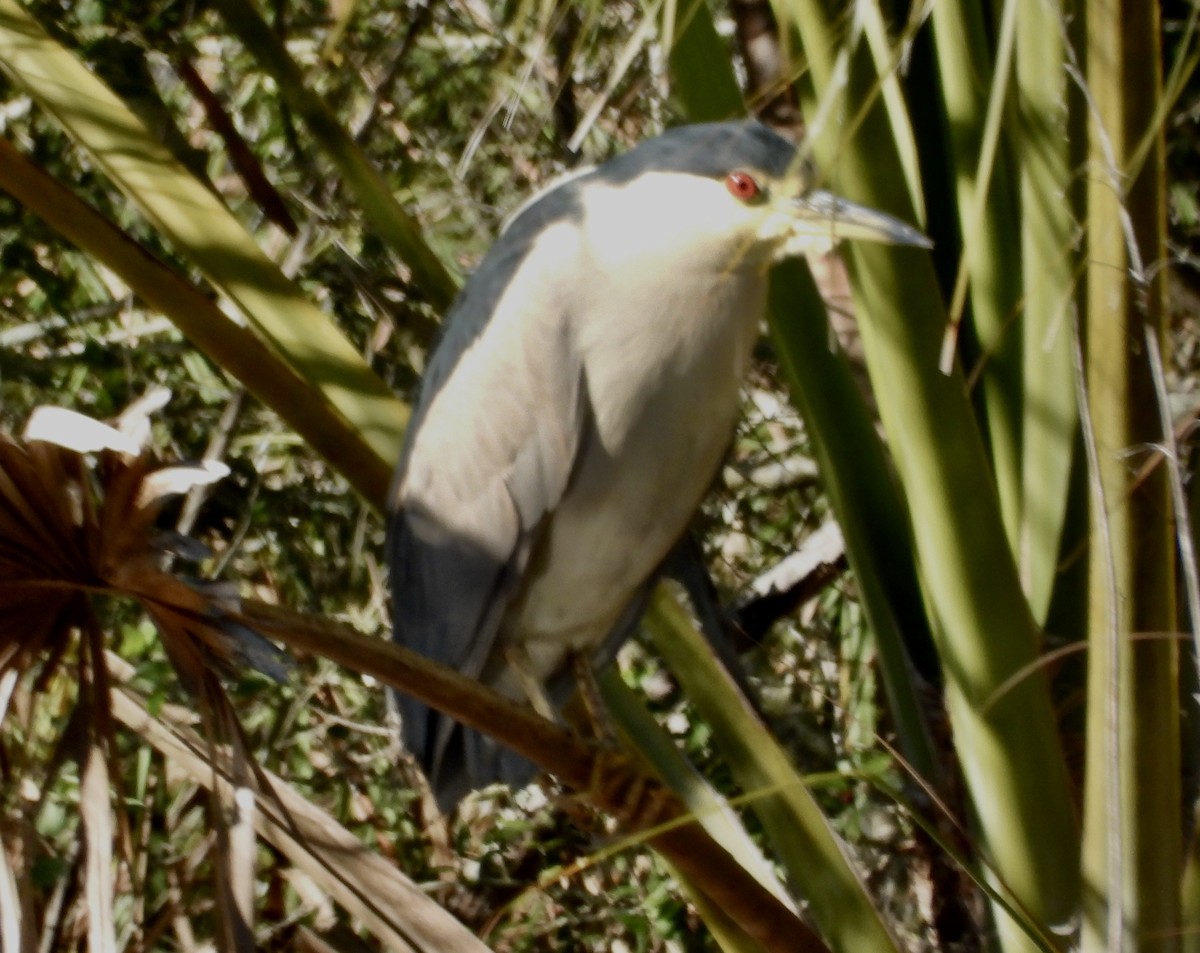 Black-crowned Night Heron - ML614113051