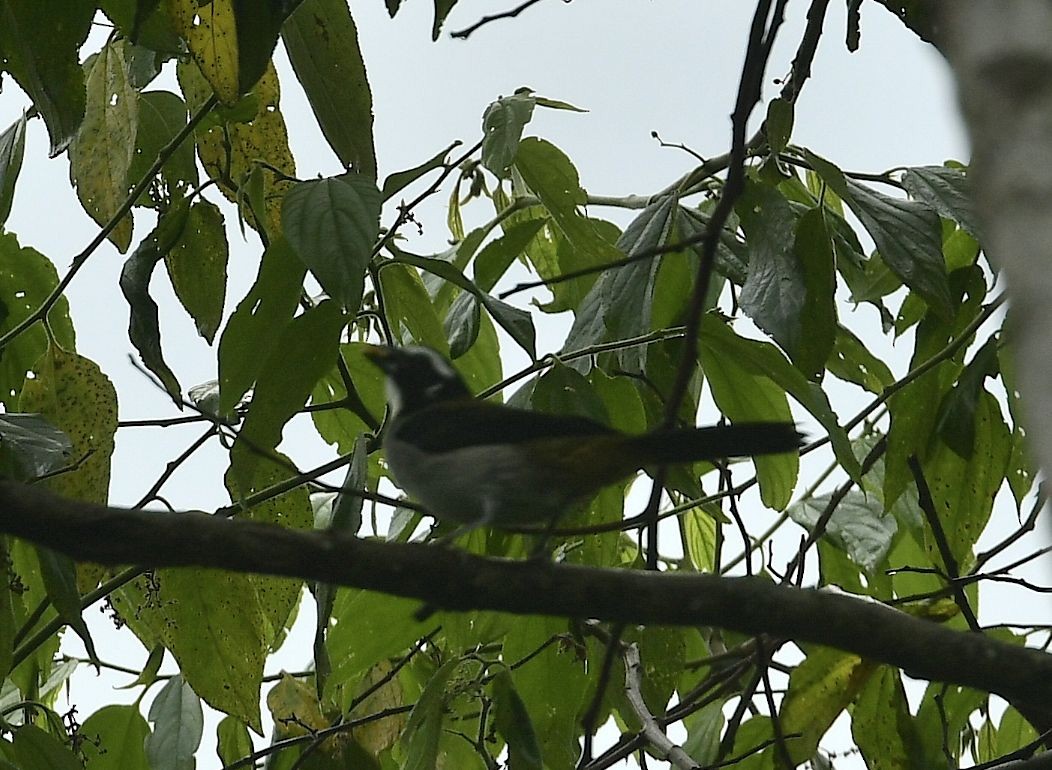 Black-winged Saltator - Eugenia Boggiano