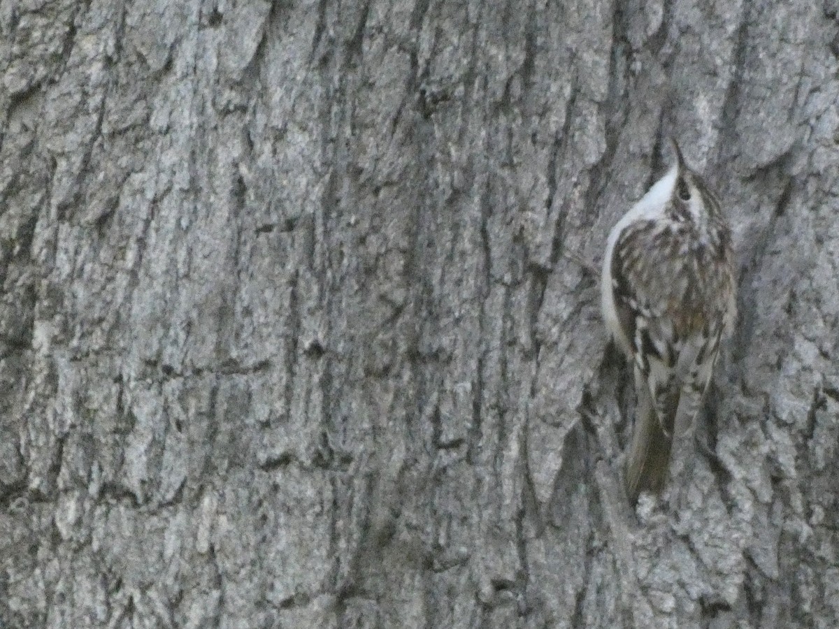 Brown Creeper - ML614113161