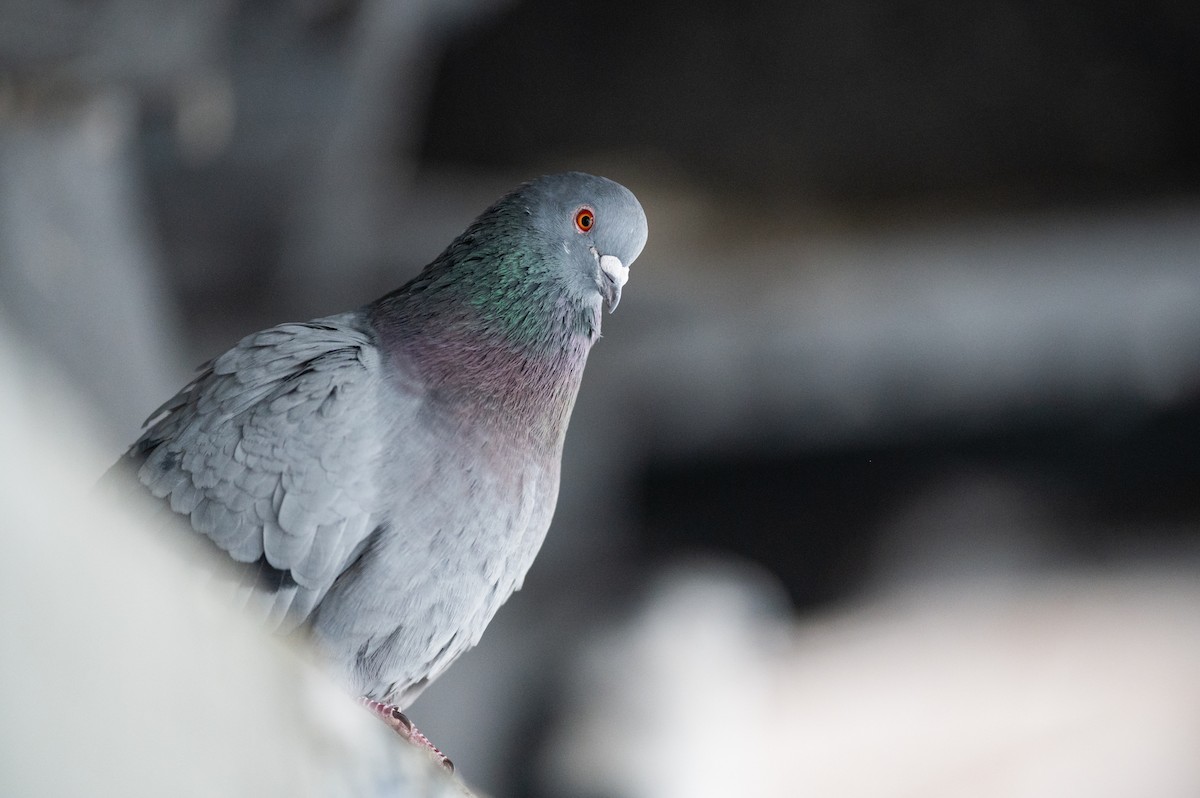 Rock Pigeon (Feral Pigeon) - ML614113270