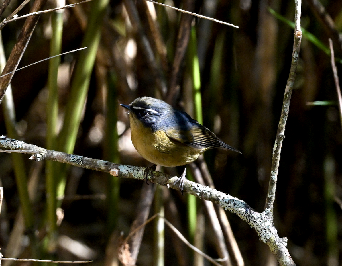 White-browed Bush-Robin (Taiwan) - ML614113318