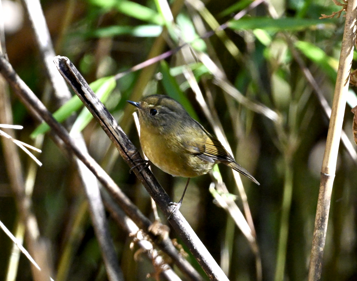 White-browed Bush-Robin (Taiwan) - ML614113399