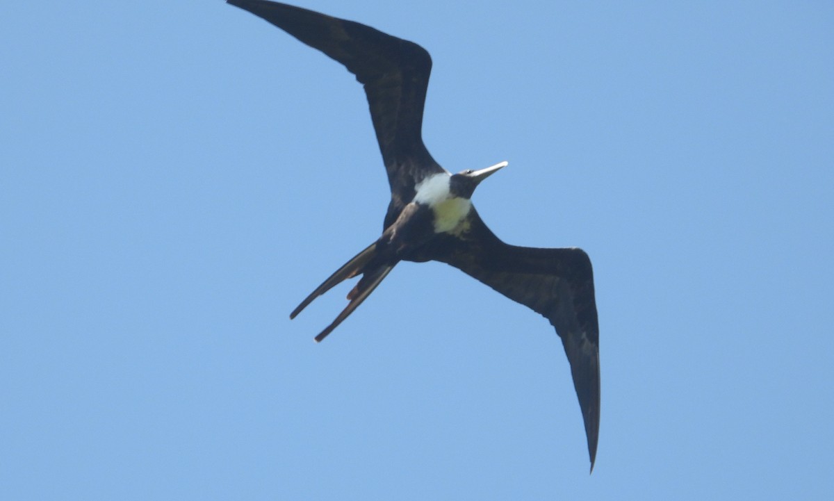 Magnificent Frigatebird - Jose Fernando Sanchez O.