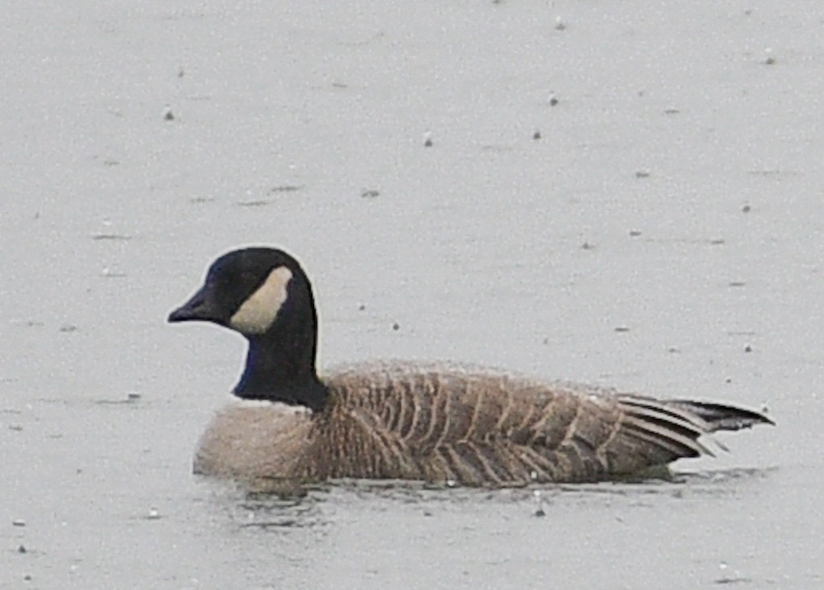 Cackling Goose - Don Keffer