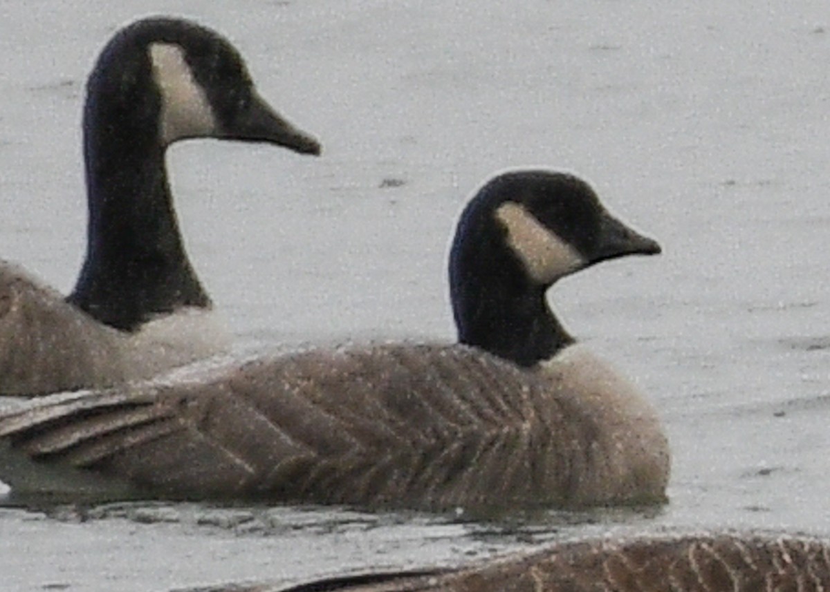 Cackling Goose - ML614113483