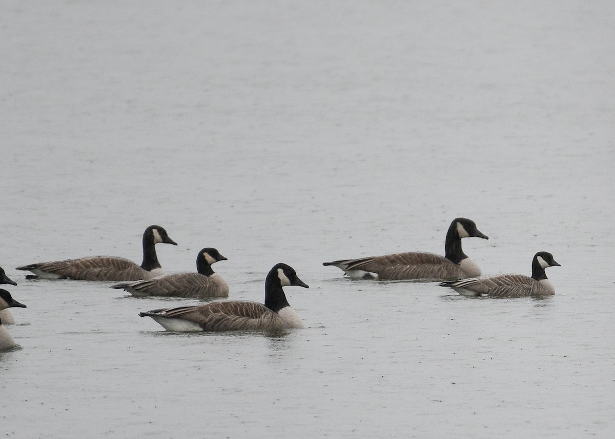 Cackling Goose - Don Keffer