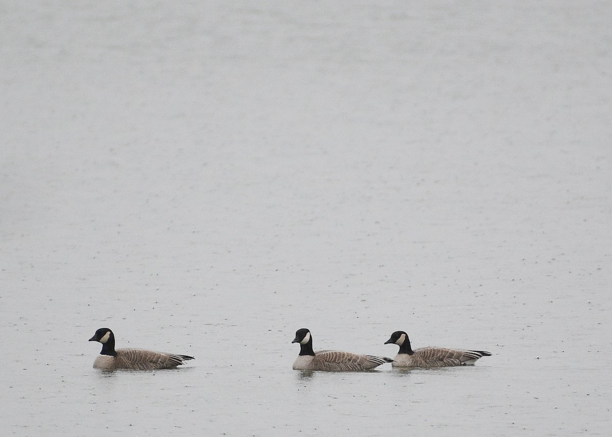 Cackling Goose - Don Keffer