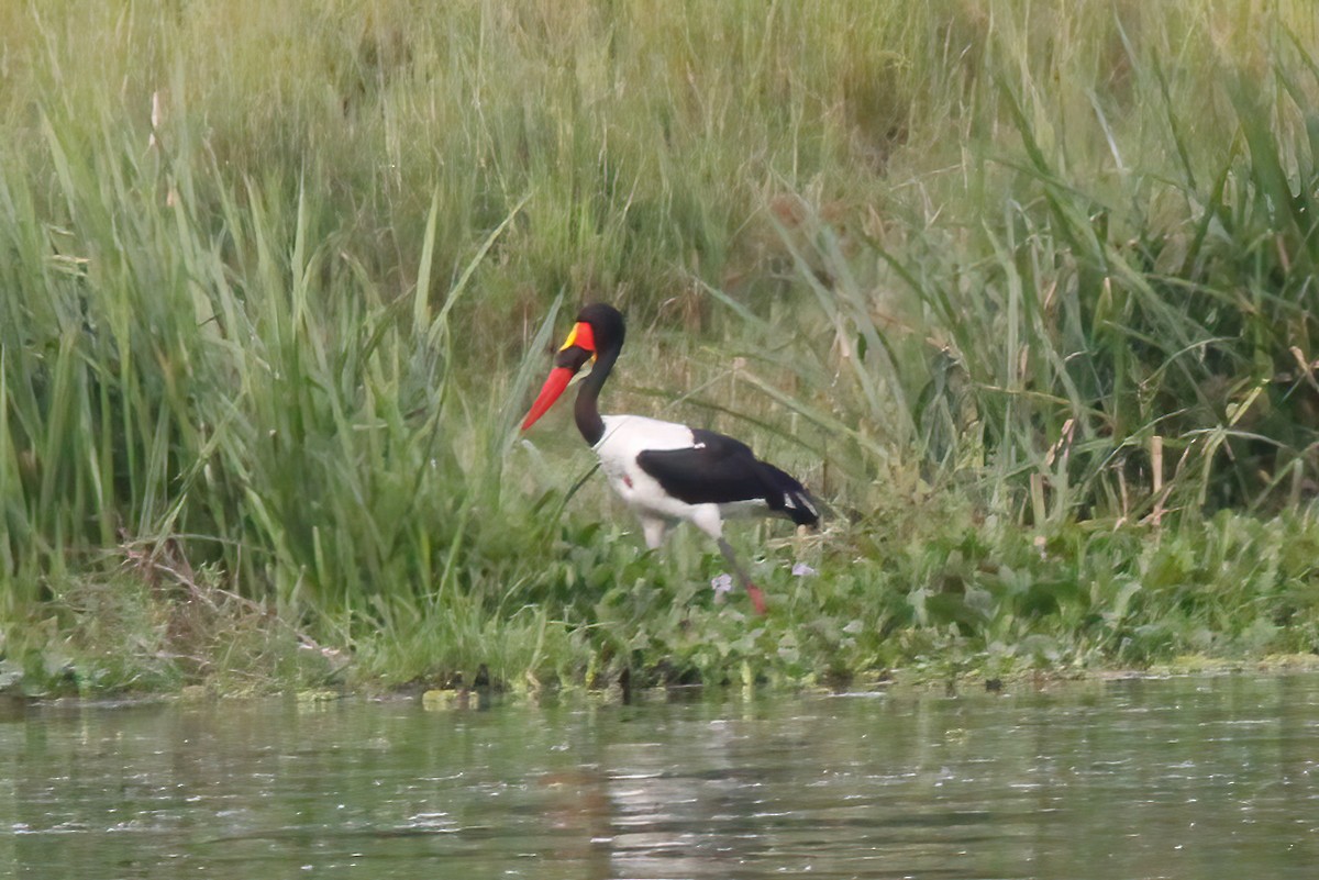 Saddle-billed Stork - ML614113487