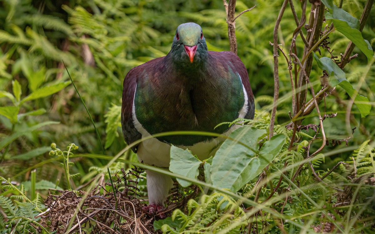 New Zealand Pigeon - ML614113488