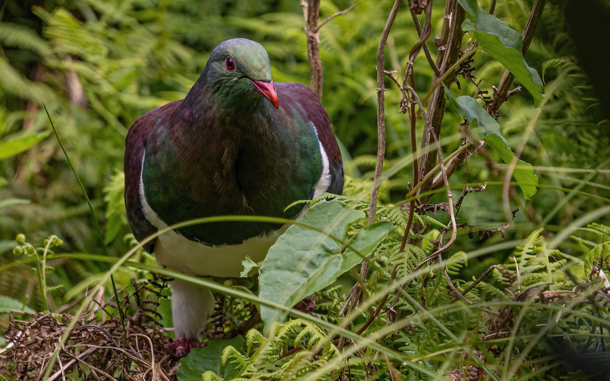 New Zealand Pigeon - ML614113494