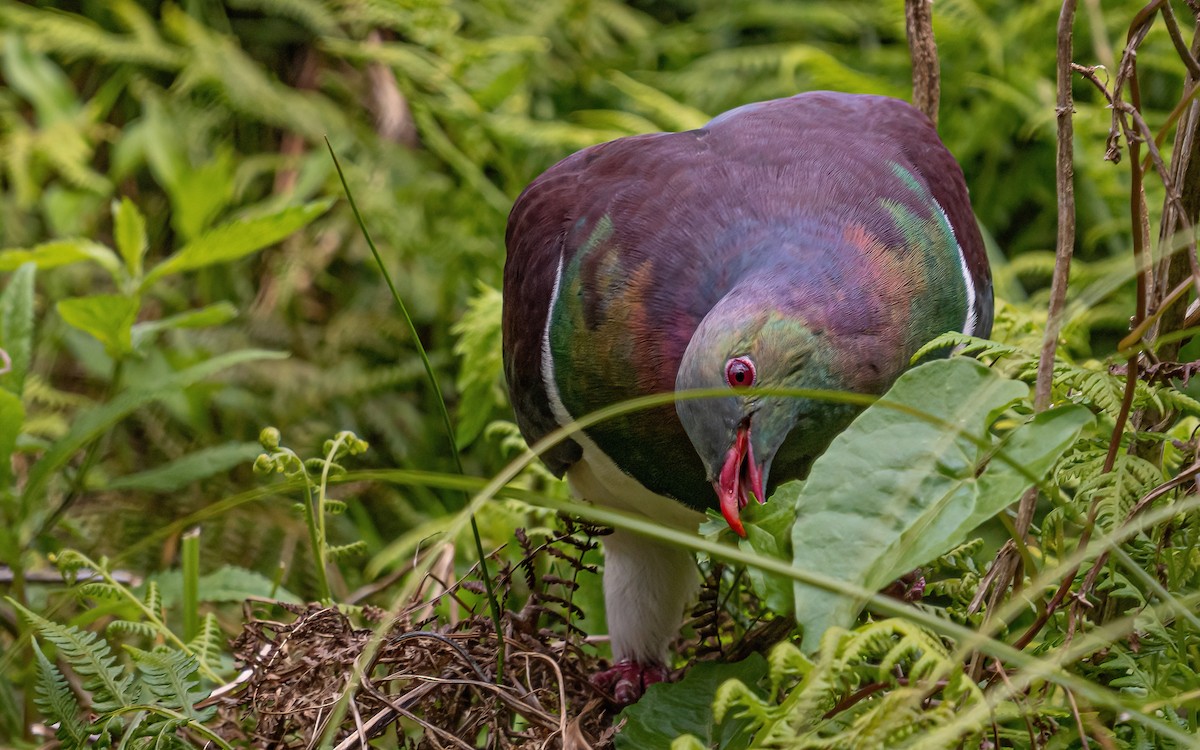 New Zealand Pigeon - ML614113502