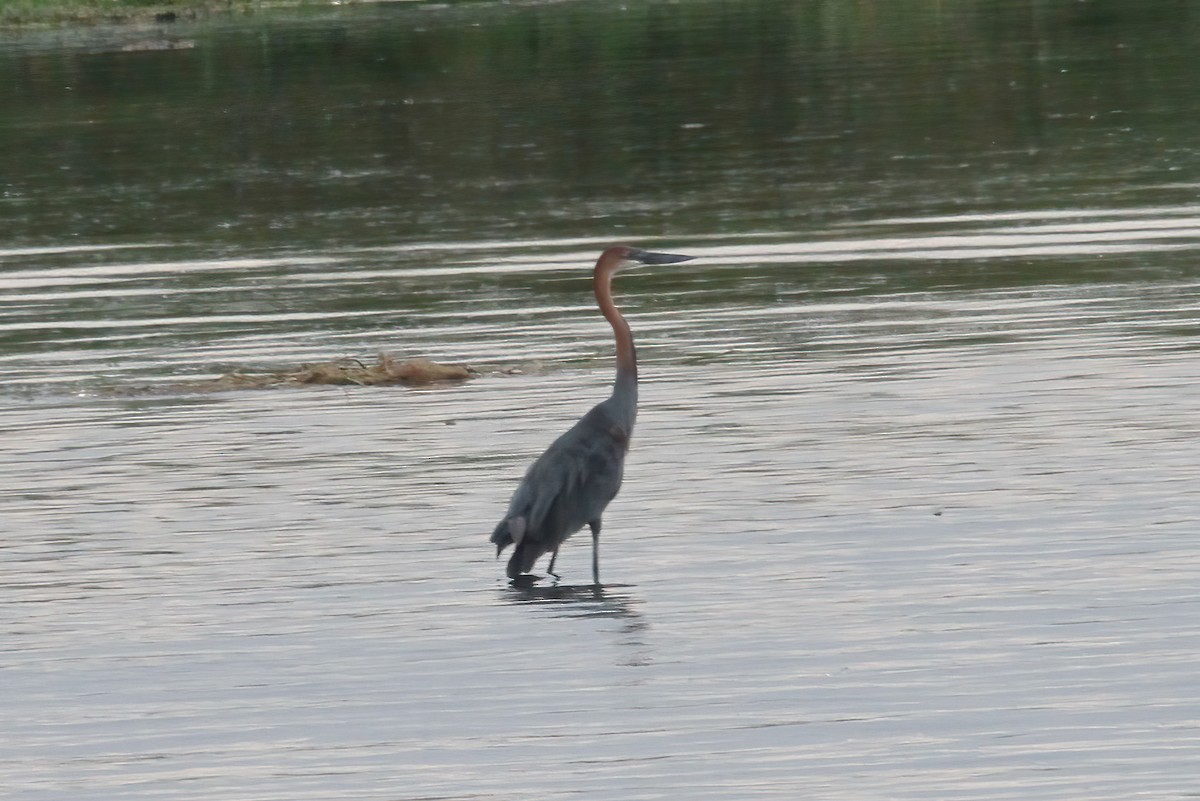 Goliath Heron - Nathan Long