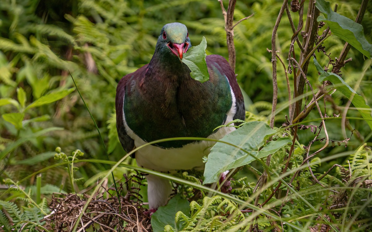 New Zealand Pigeon - ML614113509