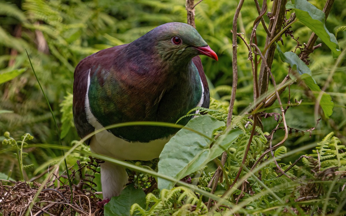 New Zealand Pigeon - ML614113519