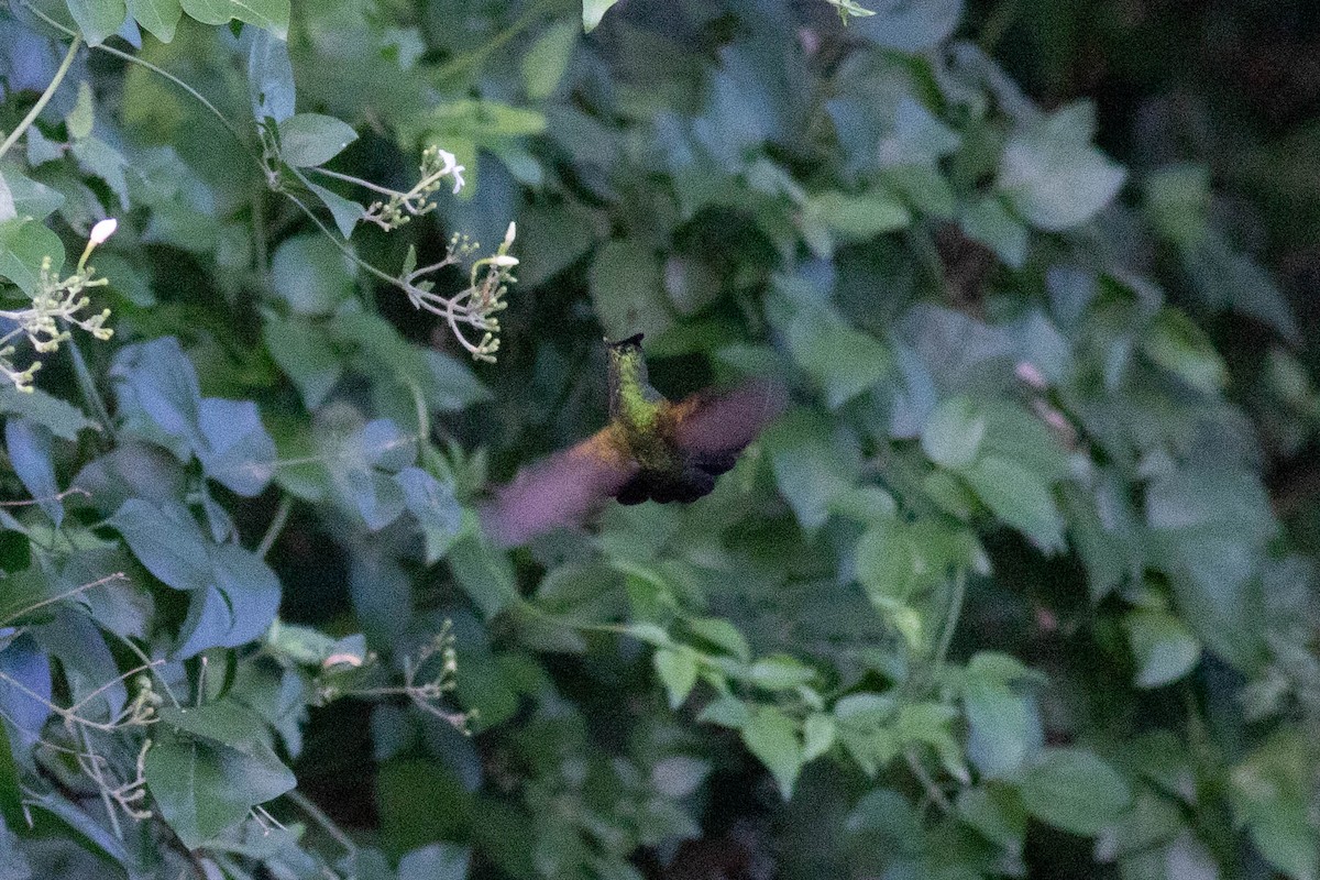 Antillean Crested Hummingbird - ML614113536