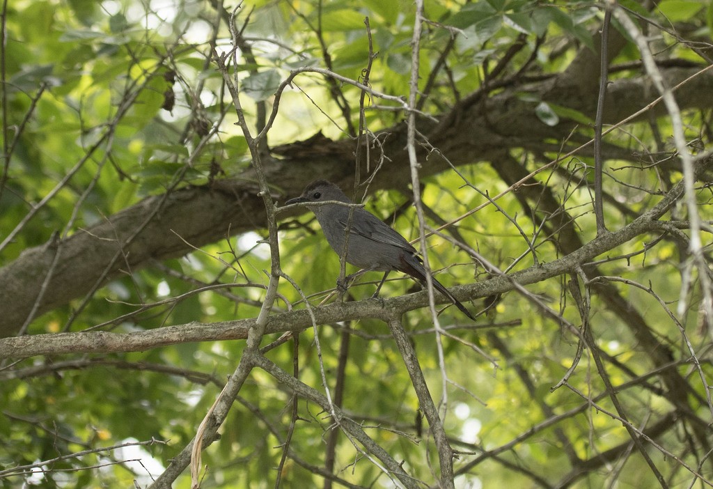 Gray Catbird - ML614113567