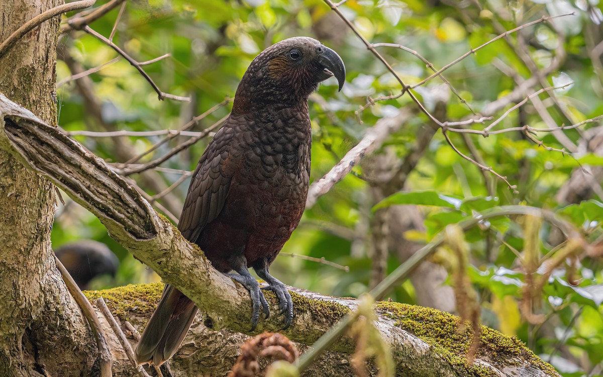 New Zealand Kaka - ML614113641