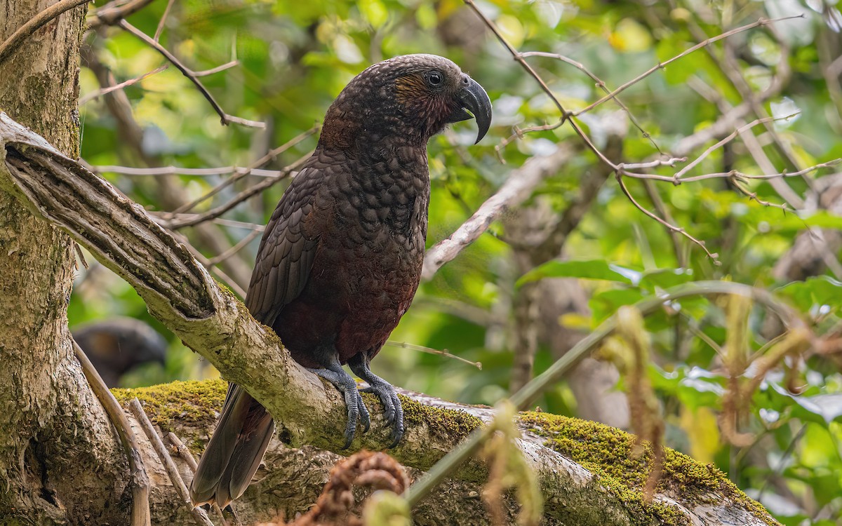 New Zealand Kaka - ML614113653