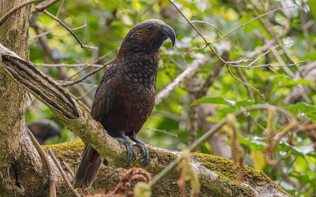 New Zealand Kaka - Wouter Van Gasse