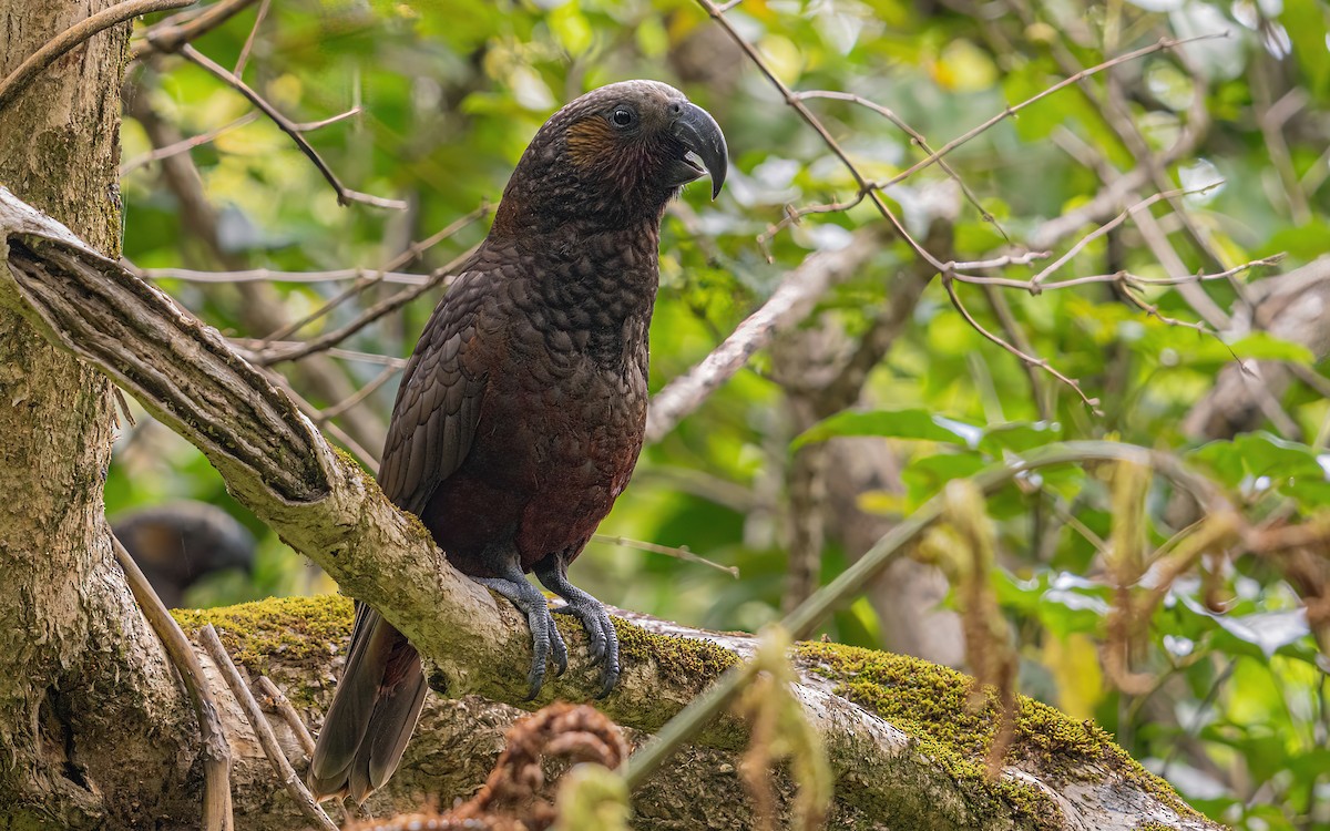 New Zealand Kaka - Wouter Van Gasse