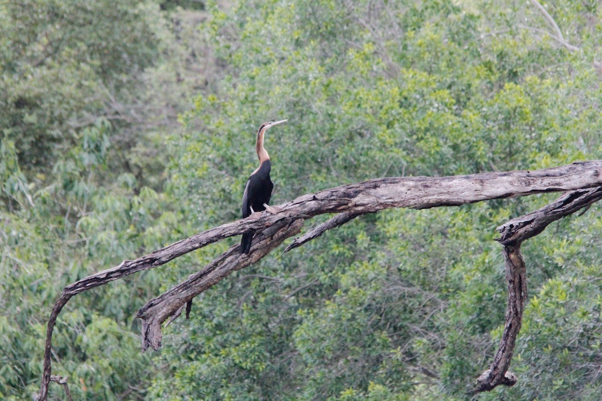 African Darter - Nathan Long