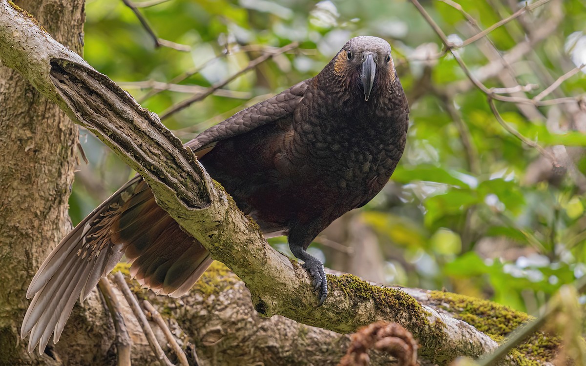 New Zealand Kaka - Wouter Van Gasse