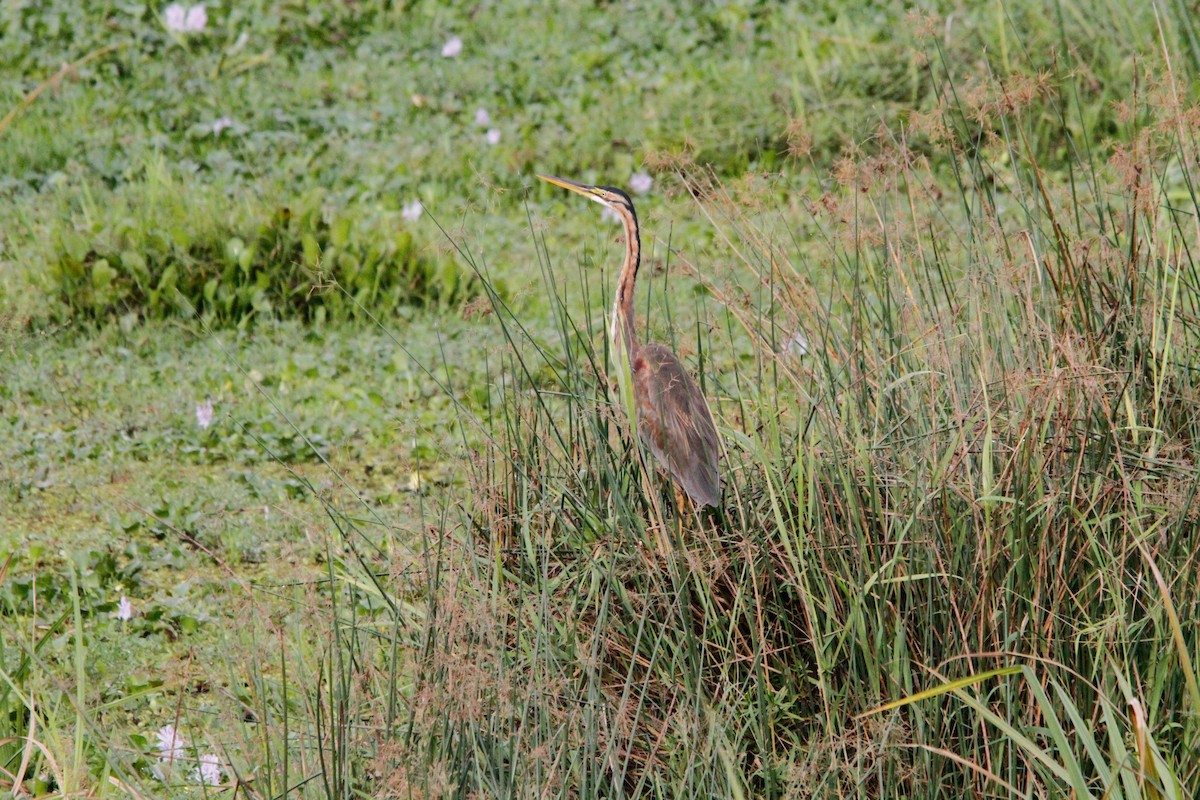 Purple Heron - ML614113707