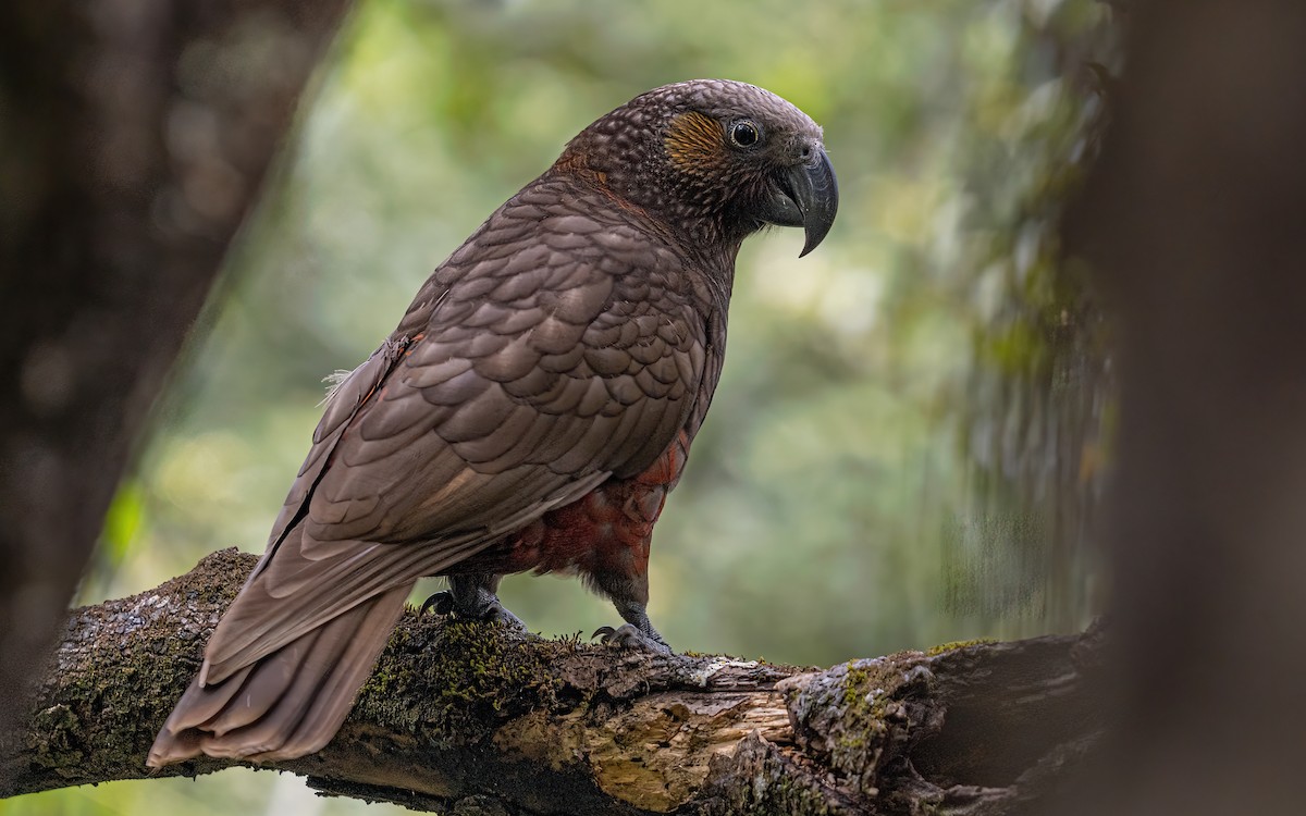 New Zealand Kaka - ML614113715